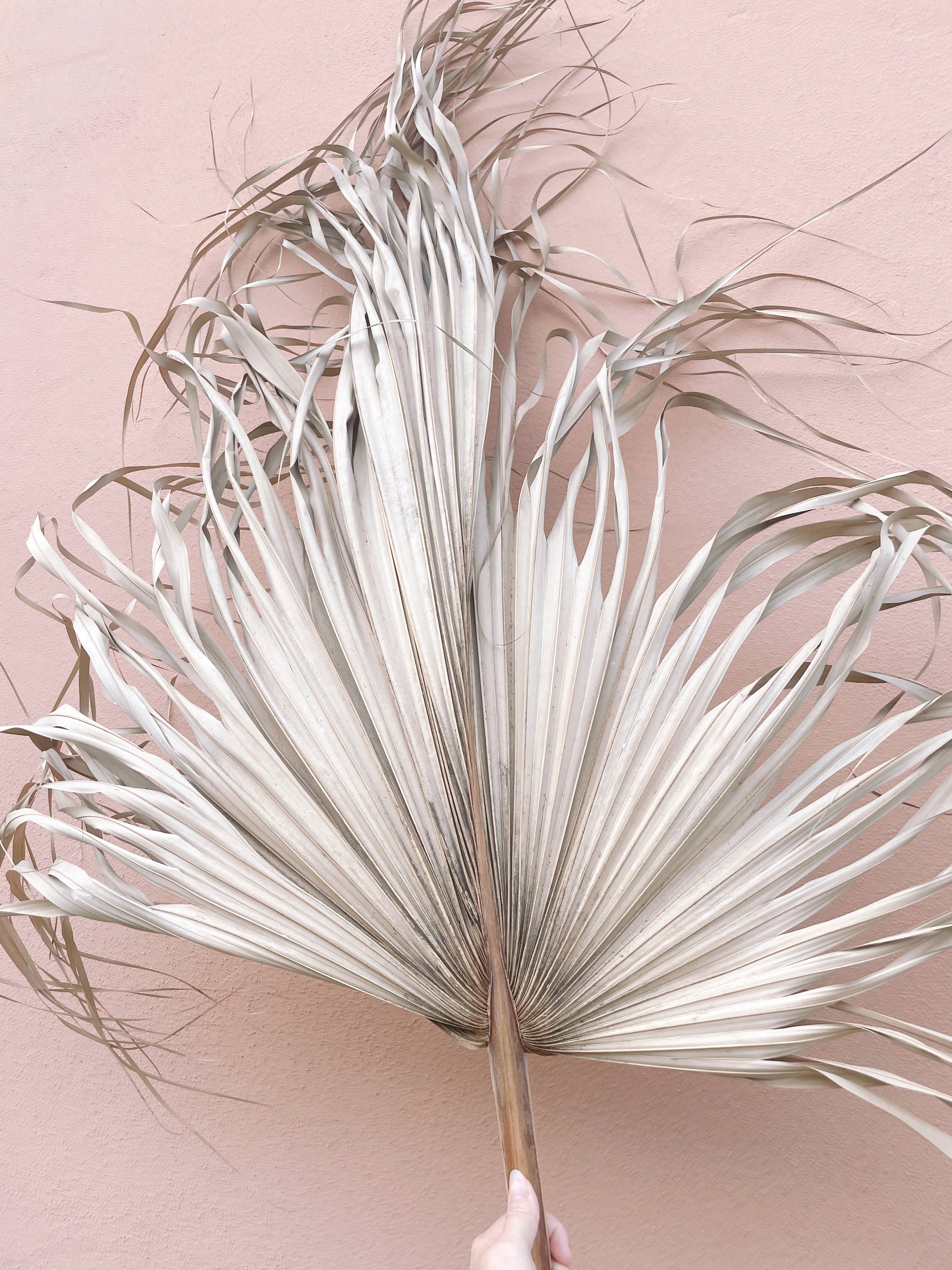 The Blooming Palm - Wholesale Retailermonster - 3 ft (91 cm) jumbo natuurlijke gedroogde wilde palmblad waaiervorm13