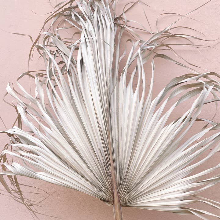 The Blooming Palm - Wholesale Retailer sample – Home decor - 3ft. JUMBO Sun-Dried Wild Untouched Palm Leaf Wispy Frond13