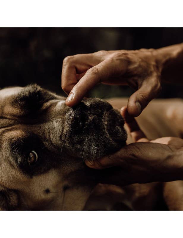 Nellumbo - Wholesale Pet Grooming Aid - Dog - Nose care balm for dogs2