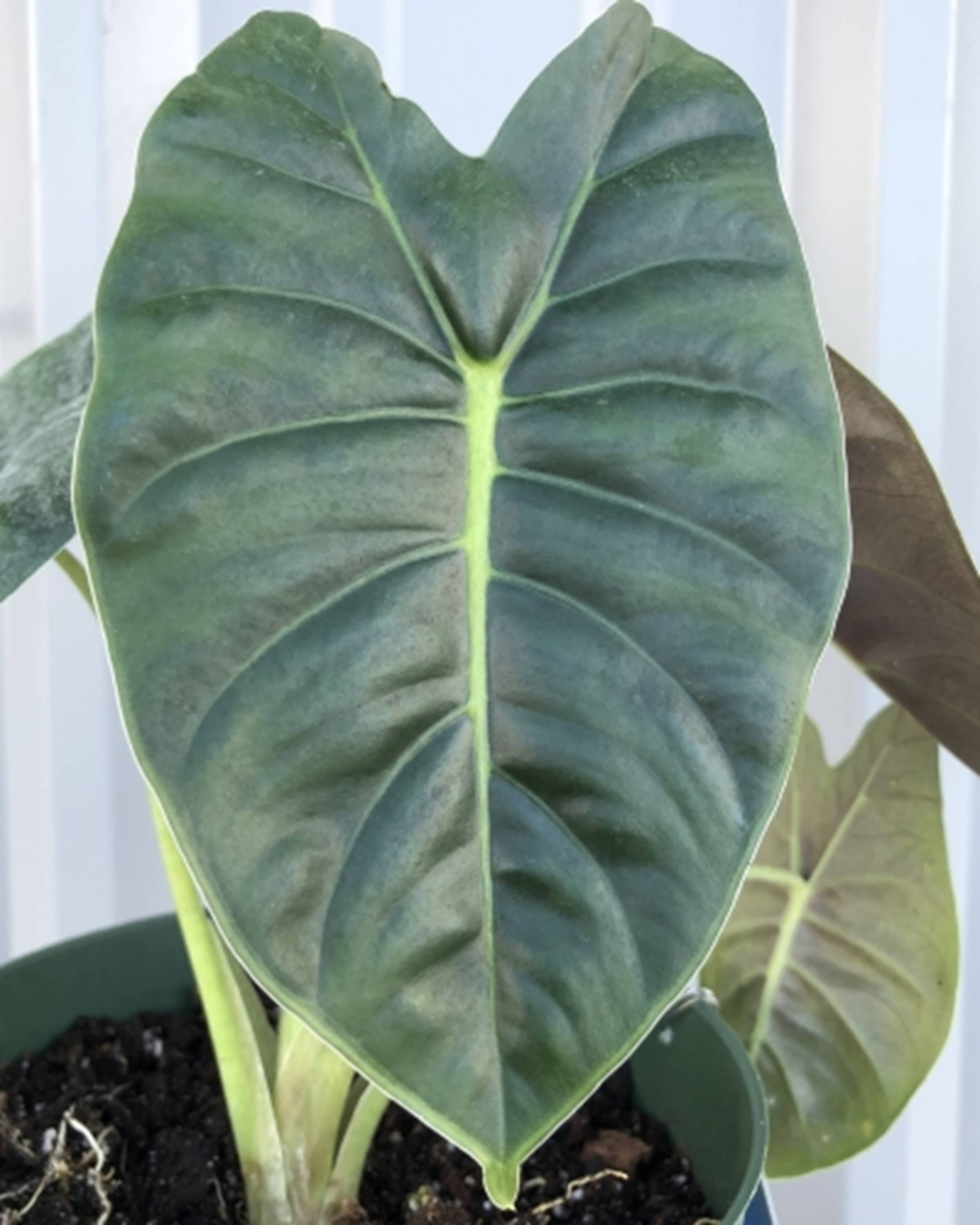 Dick's Sticks and Exotics - Wholesale Live Plant - Alocasia Golden Bone