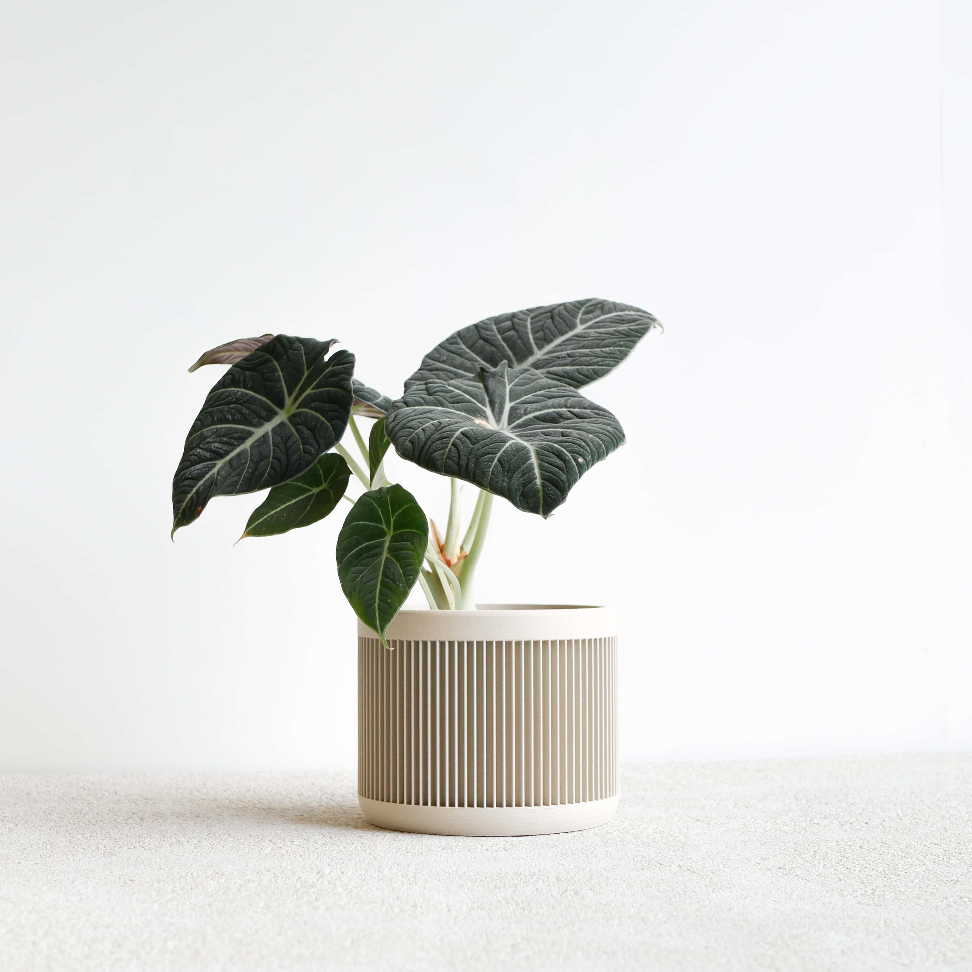 MINIMUM DESIGN - Wholesale Plant Pot - Indoor Plant House - Beige, Black, Green, Mist white, Terracotta - JAPAN11