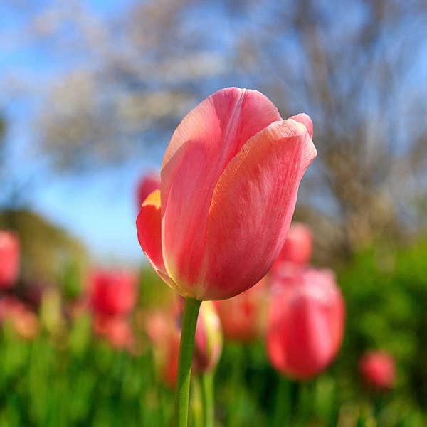 Flores Impressão de Arte Fina Metálica FLO17 por atacado de Breaking Rules Photography