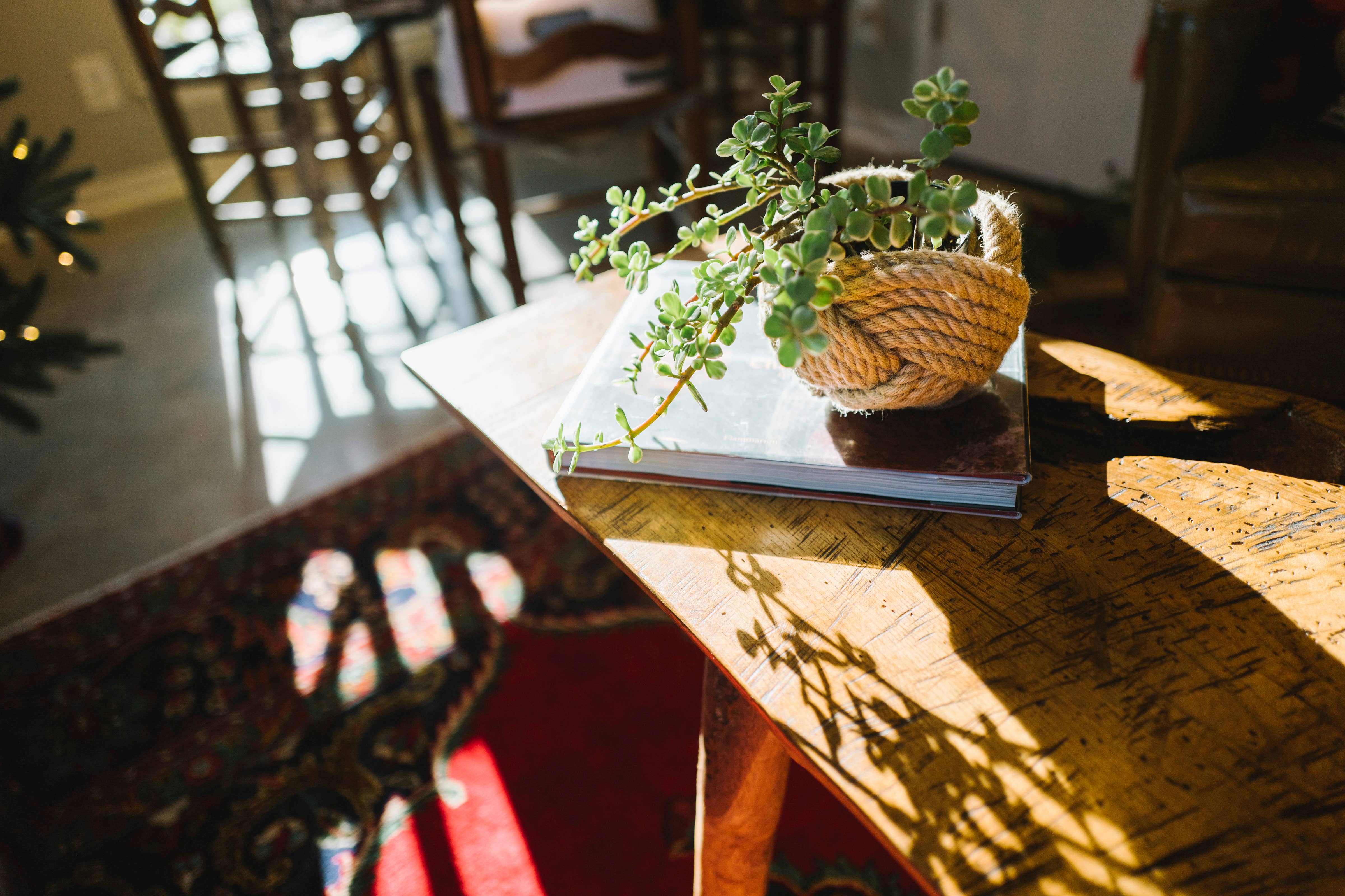 Freeleaf - Wholesale Plant Pot - Unbound Planter2