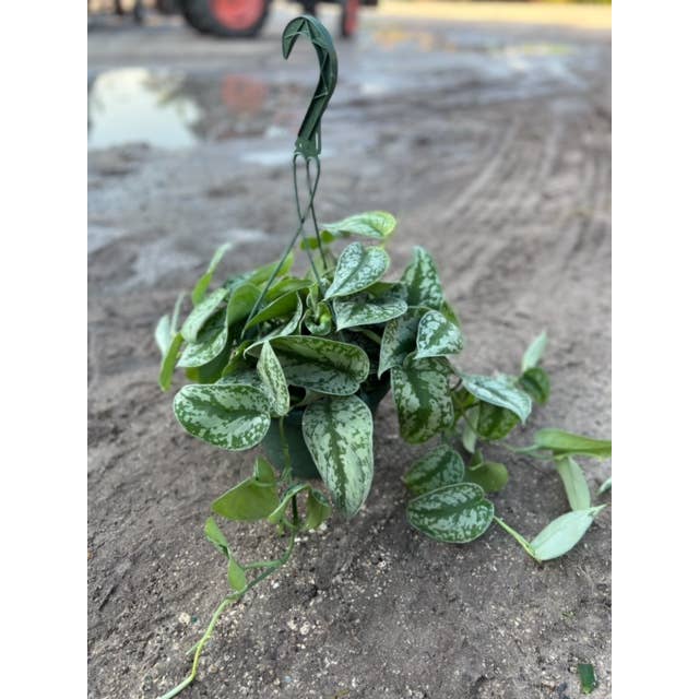 8" Pothos Scindapsus Silver Satin HB for wholesale by Triad Plants