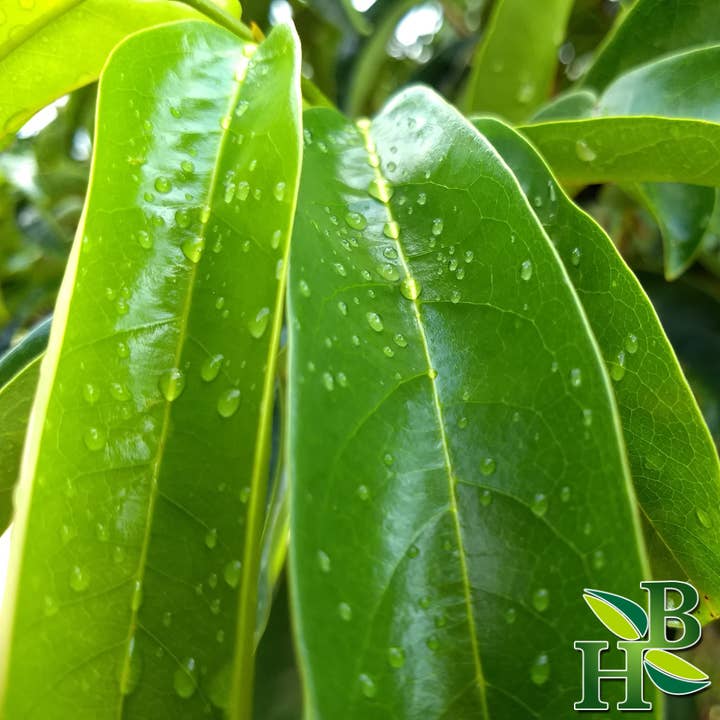 Herb To Body - Wholesale Herbs - Soursop Leaf 14 Grams - Approximately 50 leaves
