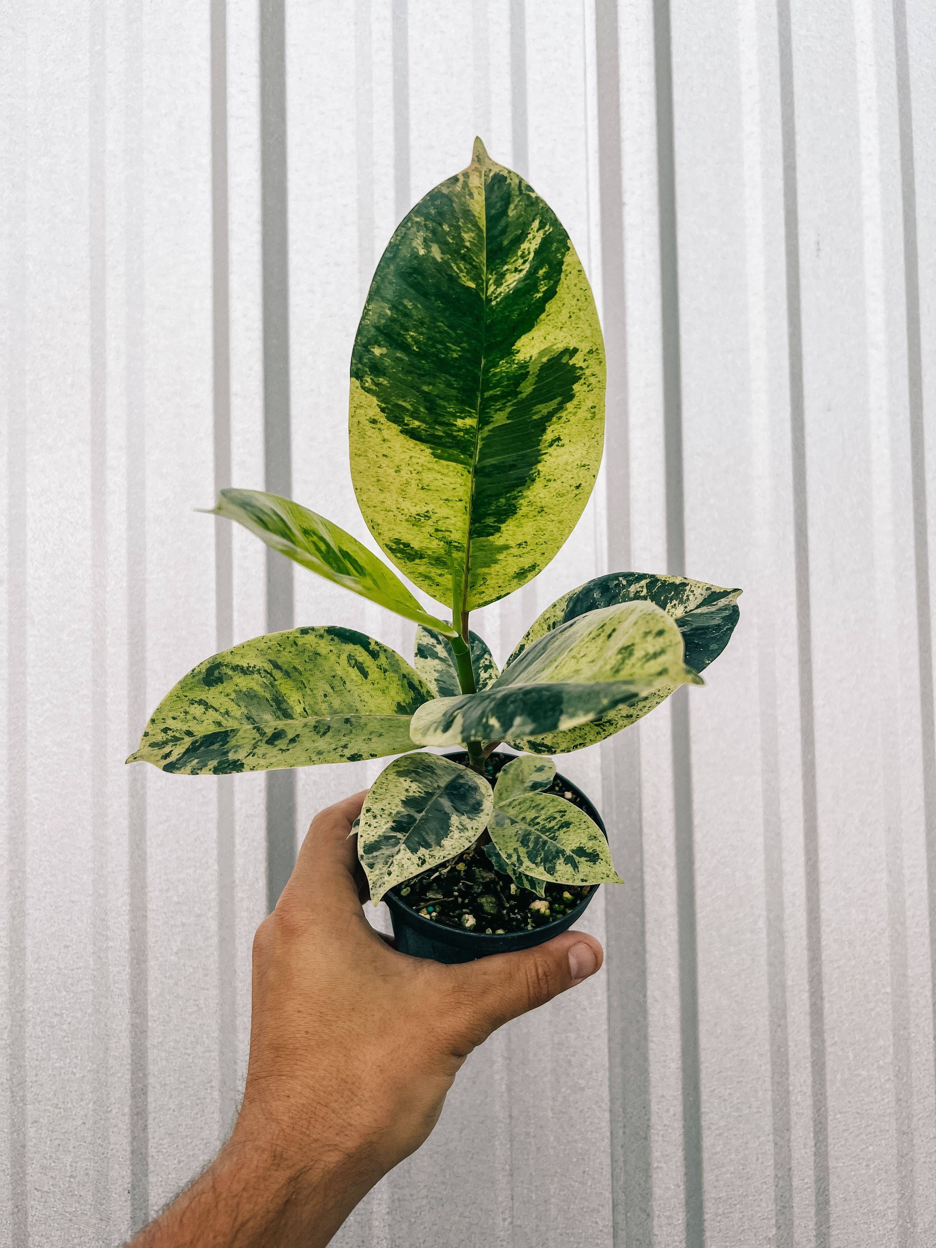 BWH Plant Co - Wholesale Live Plant - 4" Ficus 'Shivereana'2