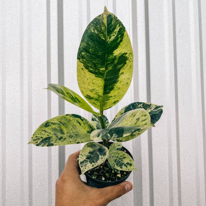 BWH Plant Co - Wholesale Live Plant - 4" Ficus 'Shivereana'2
