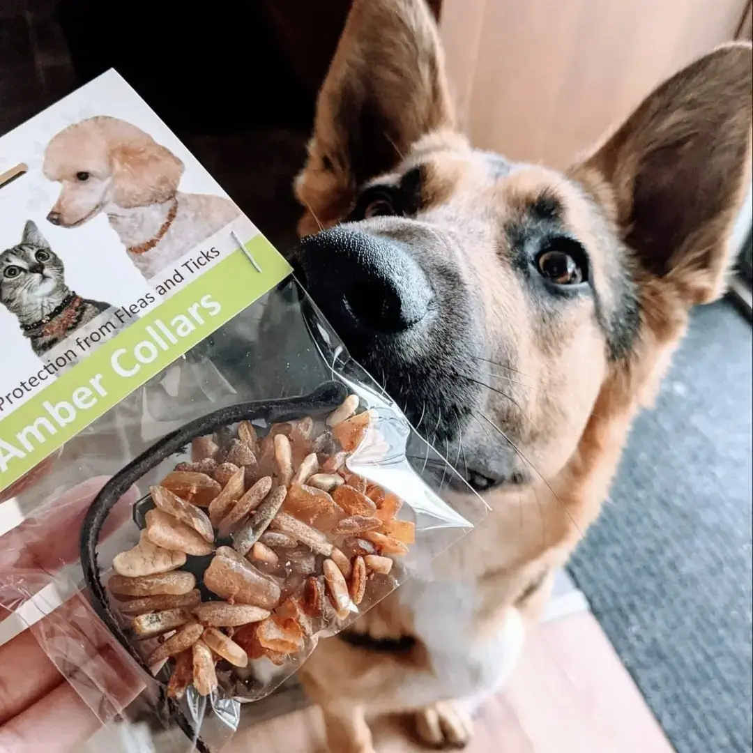 The Natural Amber - Wholesale Pet Collar - Cat/Dog - Cognac & Honey Amber Pet Collars with Leather Strap3