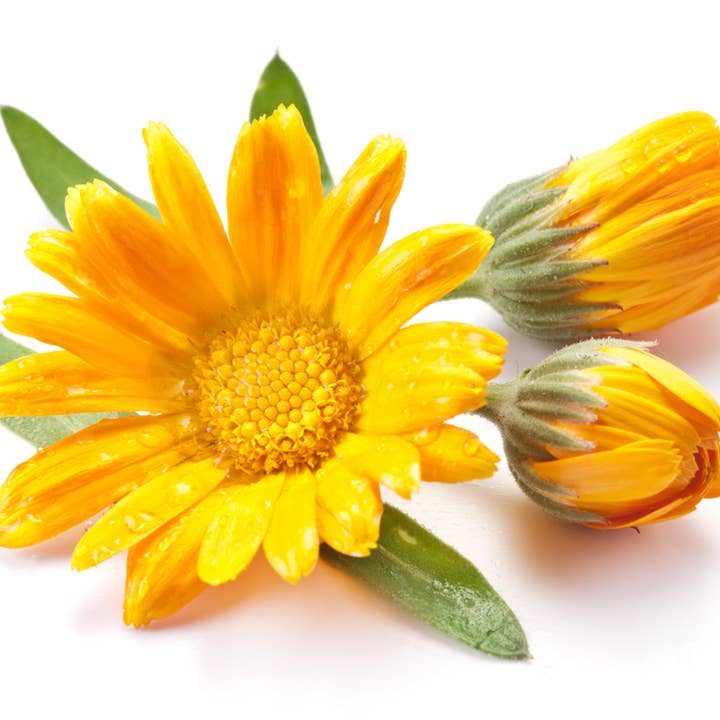 The Chandlery – Engroshandel Sæbestykke – Himmelsk kropssæbe7