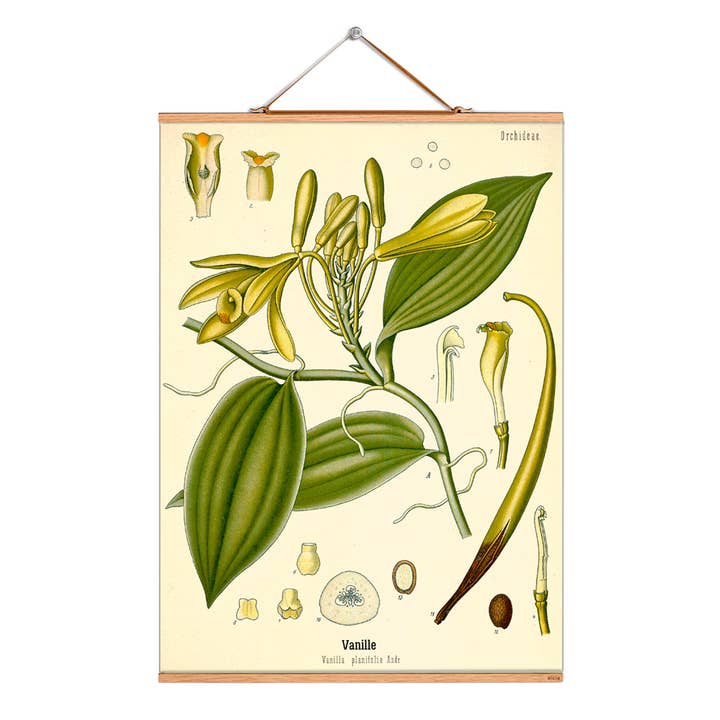 Ilustração da imagem de rolagem # 263/Koehler/Baunilha temperada por atacado de Eicie