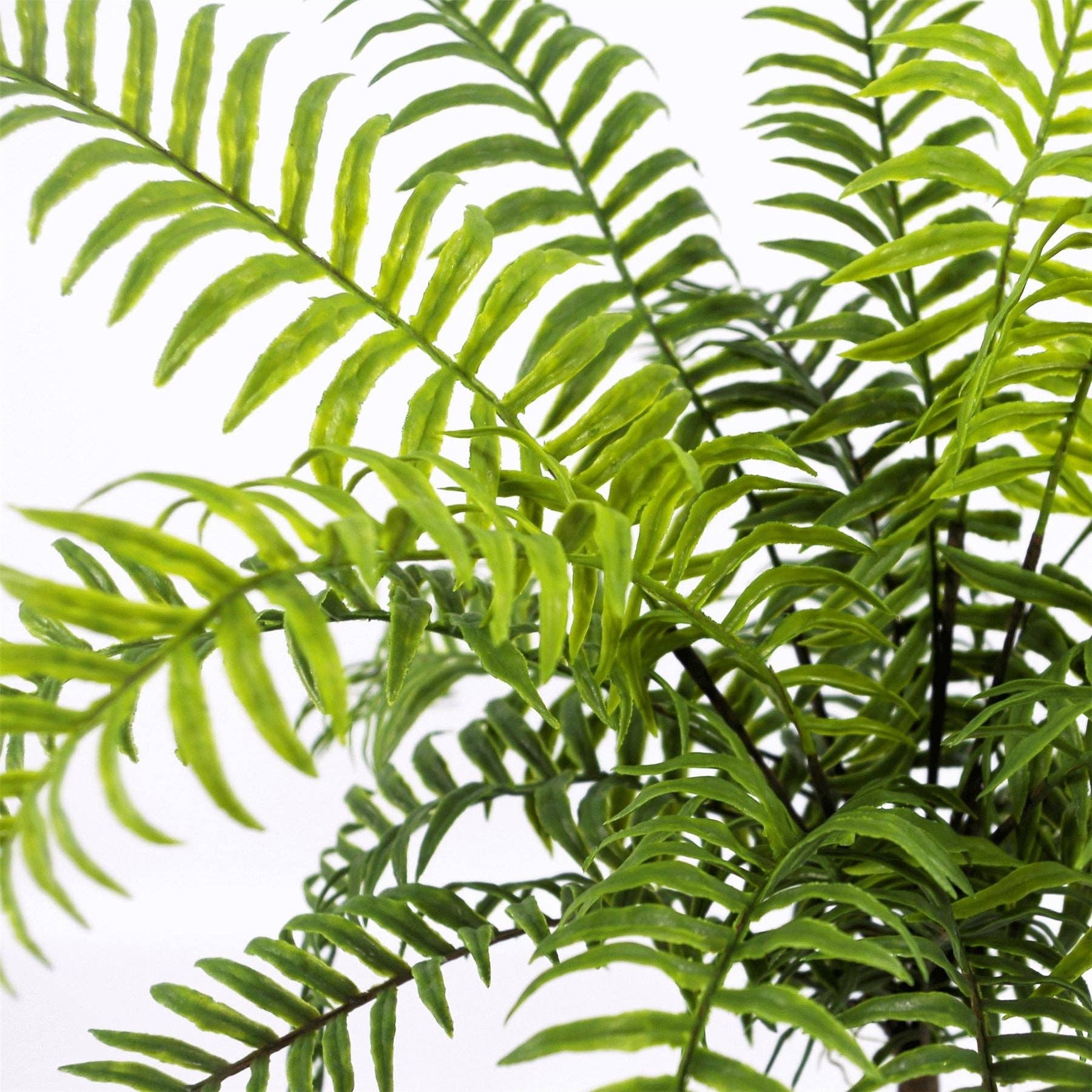 Leaf Design UK LTD – wholesale Artificial plant – Artificial Fern Plant 50cm Artificial Boston Fern Plant1