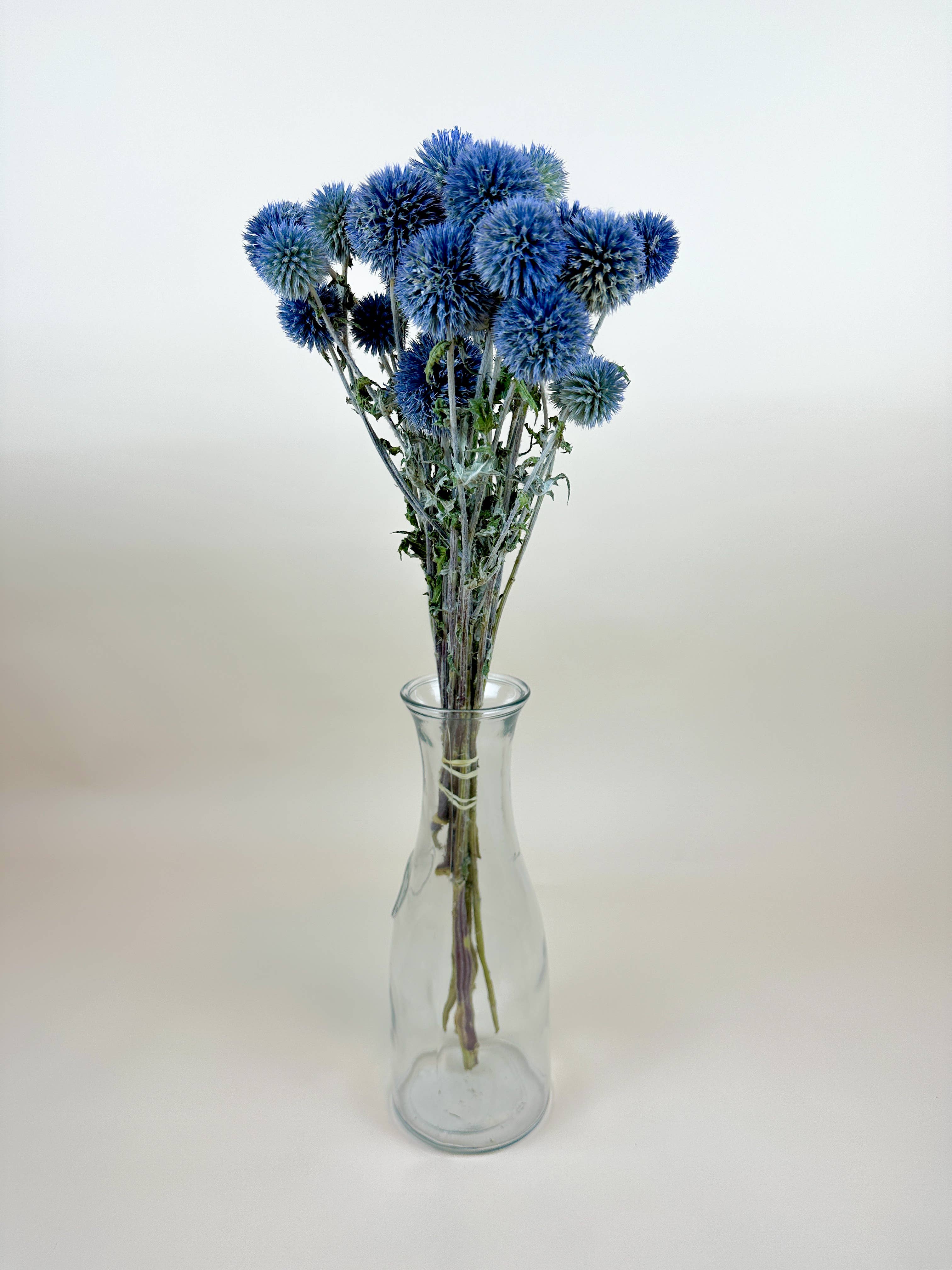 Lovejoy Farms Premium Dried Flowers - Venta al por mayor Flores secas/prensadas - Cardo Globo (Echinops) – Azul Natural, Secado al Aire2