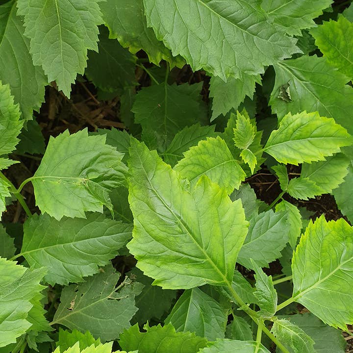 Buckley & Phillips Aromatics - Wholesale Essential Oil - Organic Patchouli Essential Oil