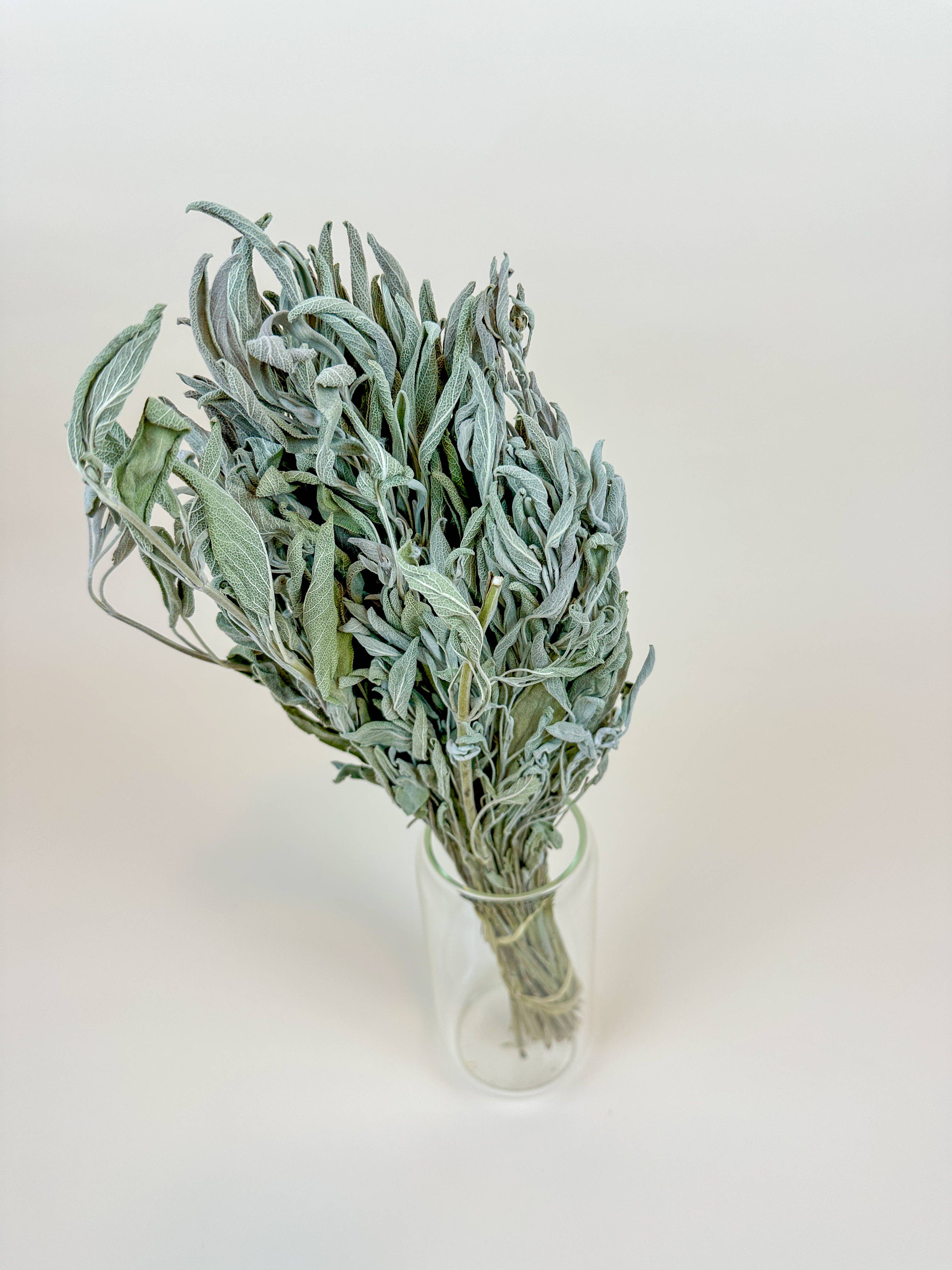Lovejoy Farms Premium Dried Flowers - Wholesale Dried/Pressed Flowers - Sage – Naturally Dried Filler1