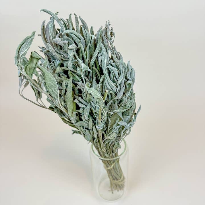 Lovejoy Farms Premium Dried Flowers - Wholesale Dried/Pressed Flowers - Sage – Naturally Dried Filler1