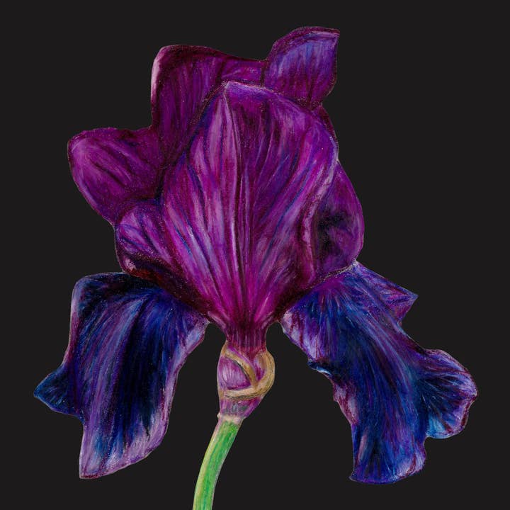 Irises Signed Edition Print for wholesale by Susan Entwistle Art