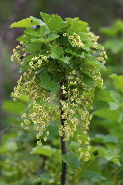 Oasis of Life - Wholesale Live Plant - Red currant – Ribes rubrum 'Jonkheer van Tets' – Ø13cm – approx. 45cm high – Early variety with high yield – Sour & fresh berries – Organically grown, hardy berry plant4