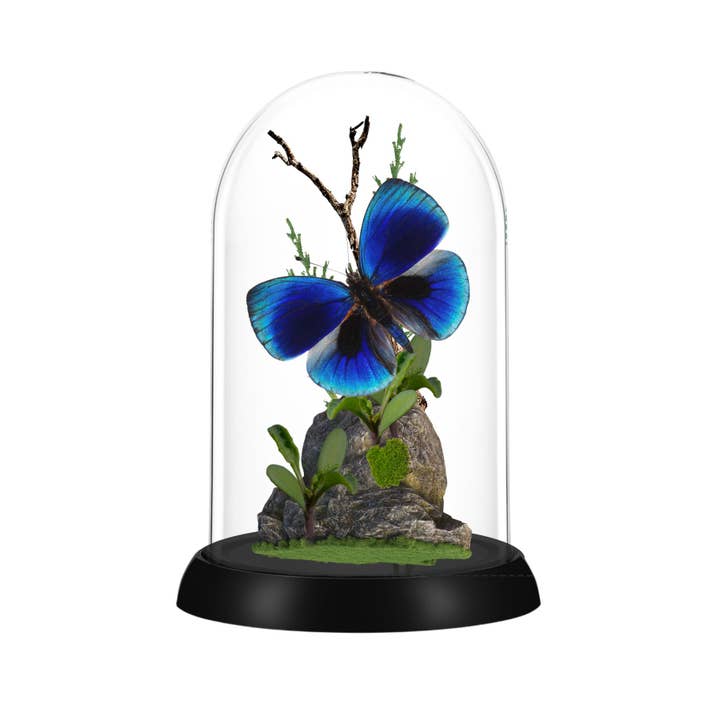 Instar Innovations - Wholesale Decorative Tabletop Object - Butterfly Diorama -6X4 Inch Dome Diorama - 2