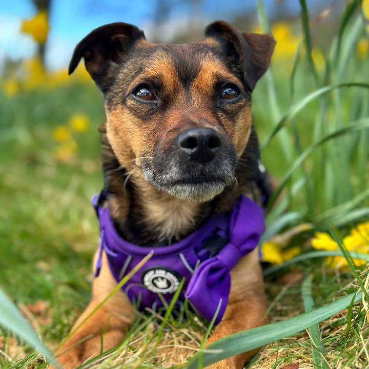 Bailey and Coco - Wholesale Pet Harness - Dog - Trail & Glow® Dog Harness - The Royal Purple One