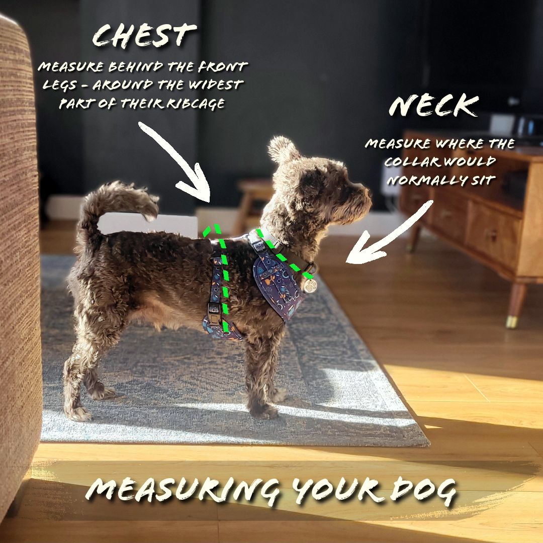 Close to the Bone Greeting Cards and Gifts - Wholesale Pet Harness - Dog - E005 Leilani Harness  Dog / Puppy Harness, Lead, Collar Set3