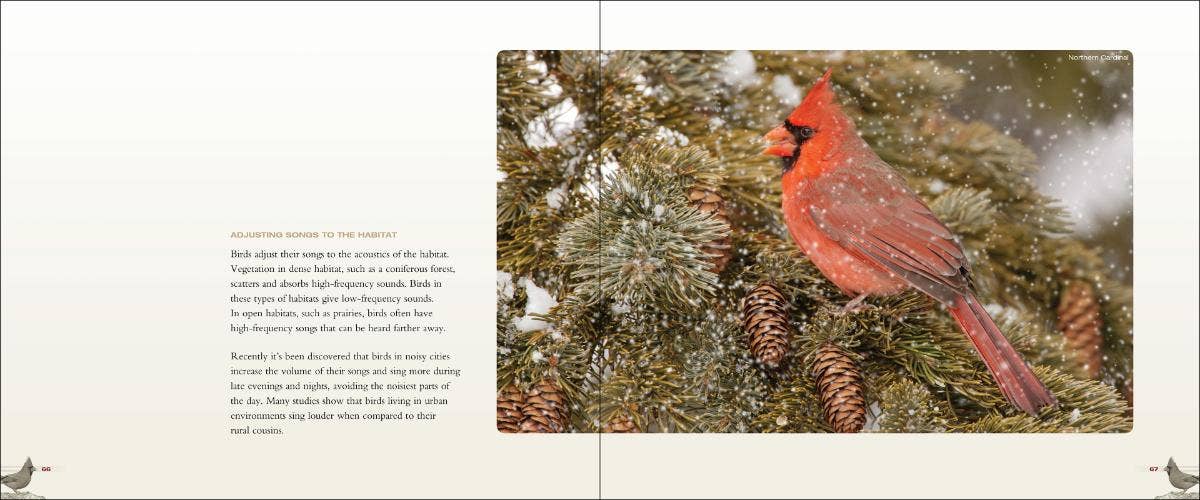 AdventureKEEN - Wholesale Nature & Outdoors - Backyard Birds2