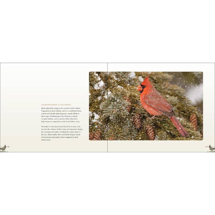 AdventureKEEN - Wholesale Nature & Outdoors - Backyard Birds2