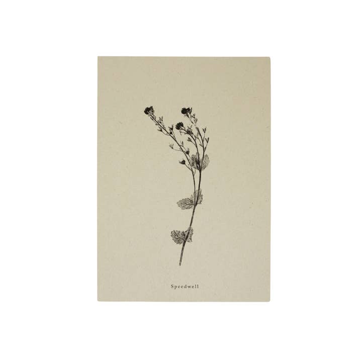 Botanical Art Print A5 A4 A3 Speedwell Flower Print for wholesale by Alicia Breakspear