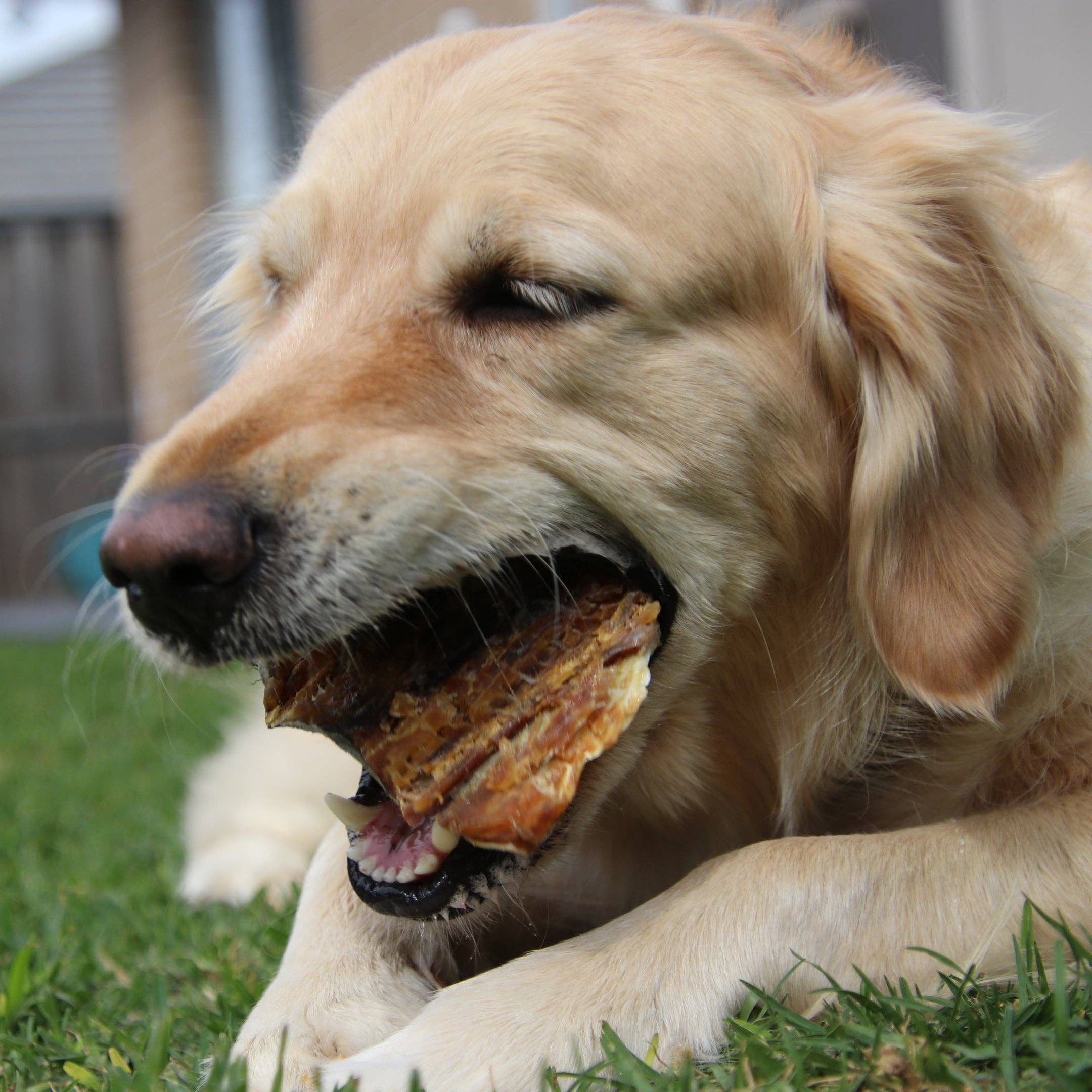 Rover Pet Products - Vente Friandises – chien - Sumthn' Fishee - Peau de requin2