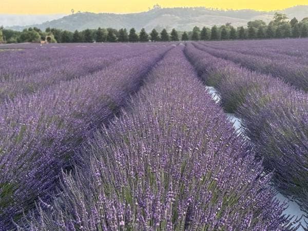 Cavalli - Wholesale Herbs - Culinary Lavender Buds - Royal, Melissa & Blend6