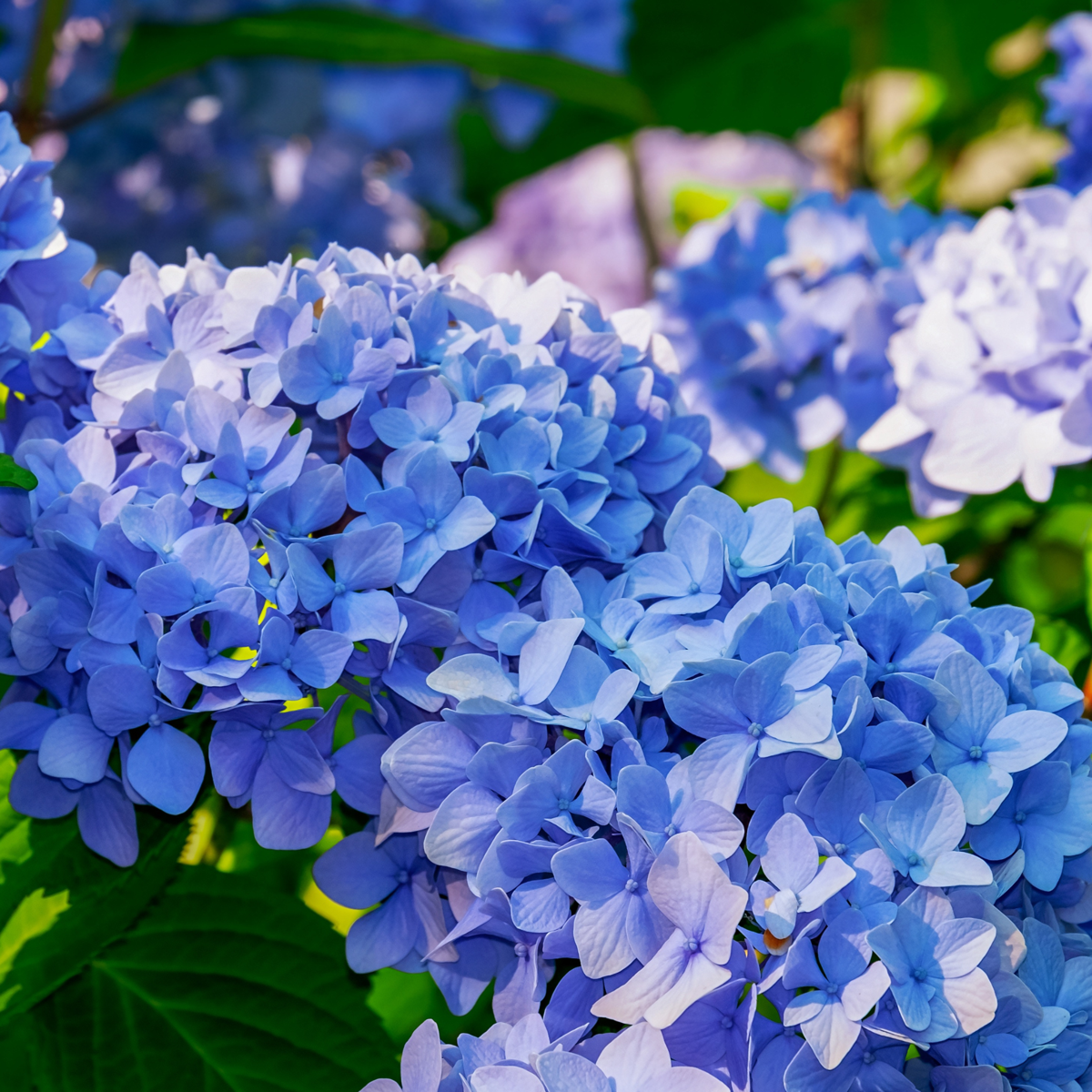 Oasis of Life - Vendita all'ingrosso Piante vive - Ortensia Hydrangea – 3 piante – Hydrangea macrophylla Teller 'Nizza' – Altezza 25–40cm – Ø9cm – Ortensia blu con grandi infiorescenze – Resistente al freddo & facile da curare – Per giardino, aiuola & vaso3