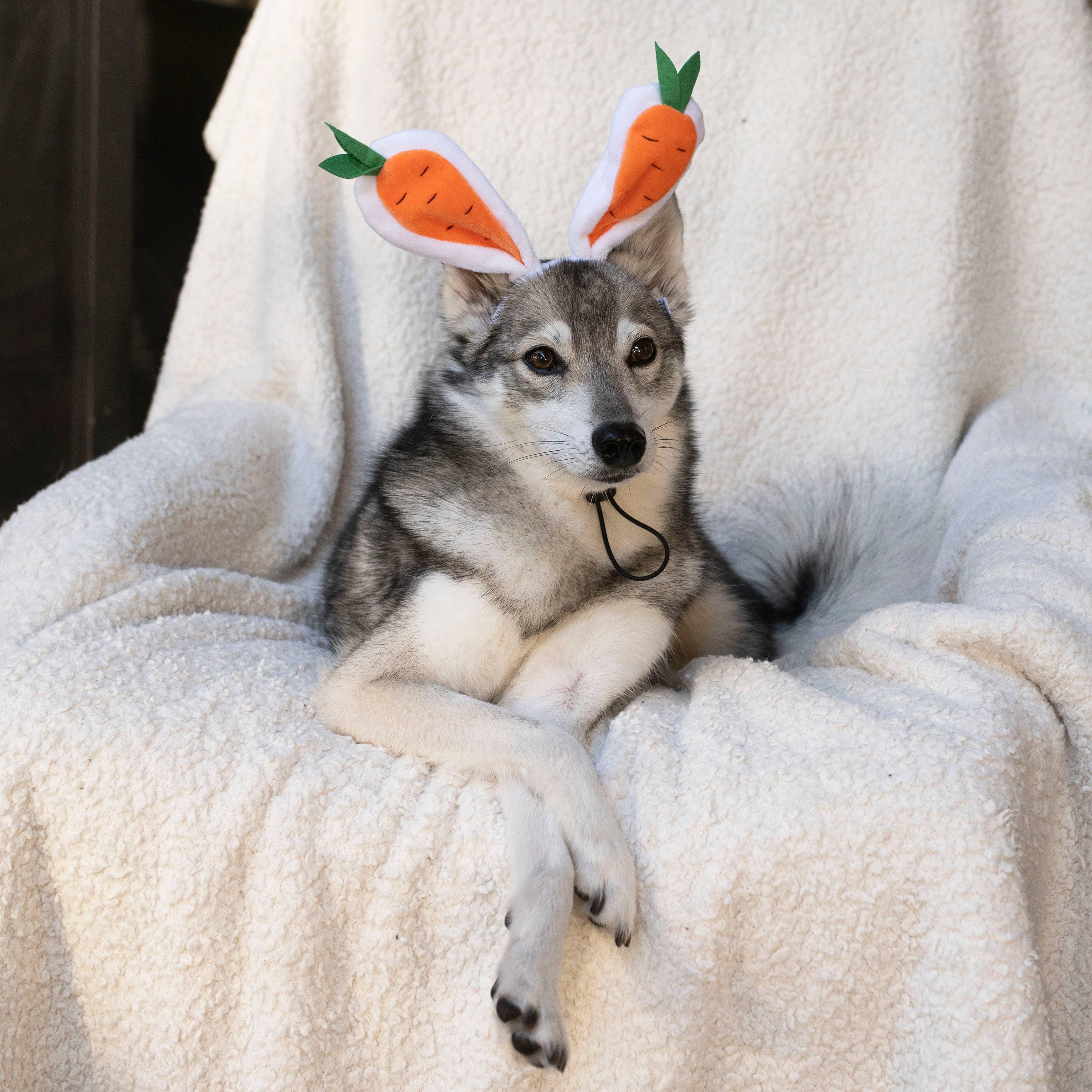 Midlee Designs - Wholesale Pet Hat - Dog - Midlee Carrot Bunny Ears Easter Dog Headband Costume12