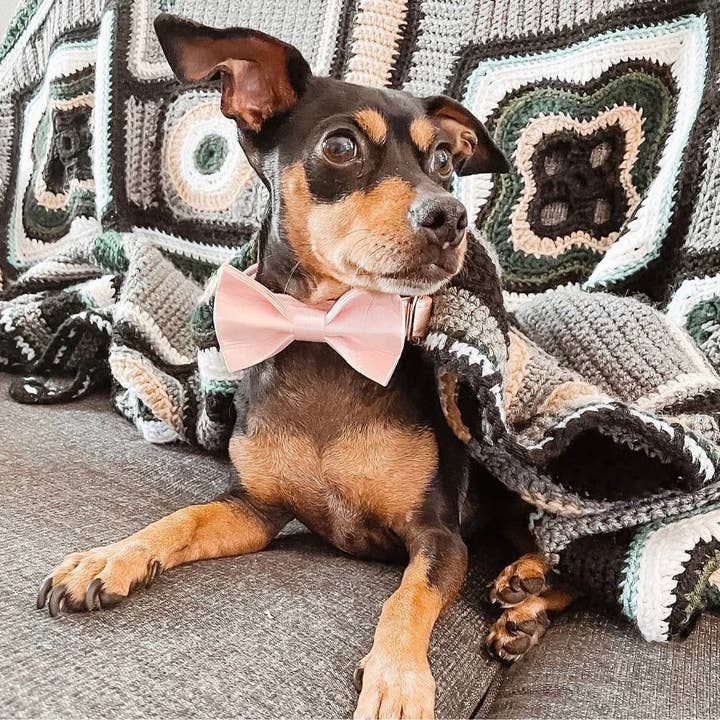 Doggie Republic - Wholesale Pet collar – Dog - The Everyday Tuxedo Collar - Ice Pink (Gold Hardware)2