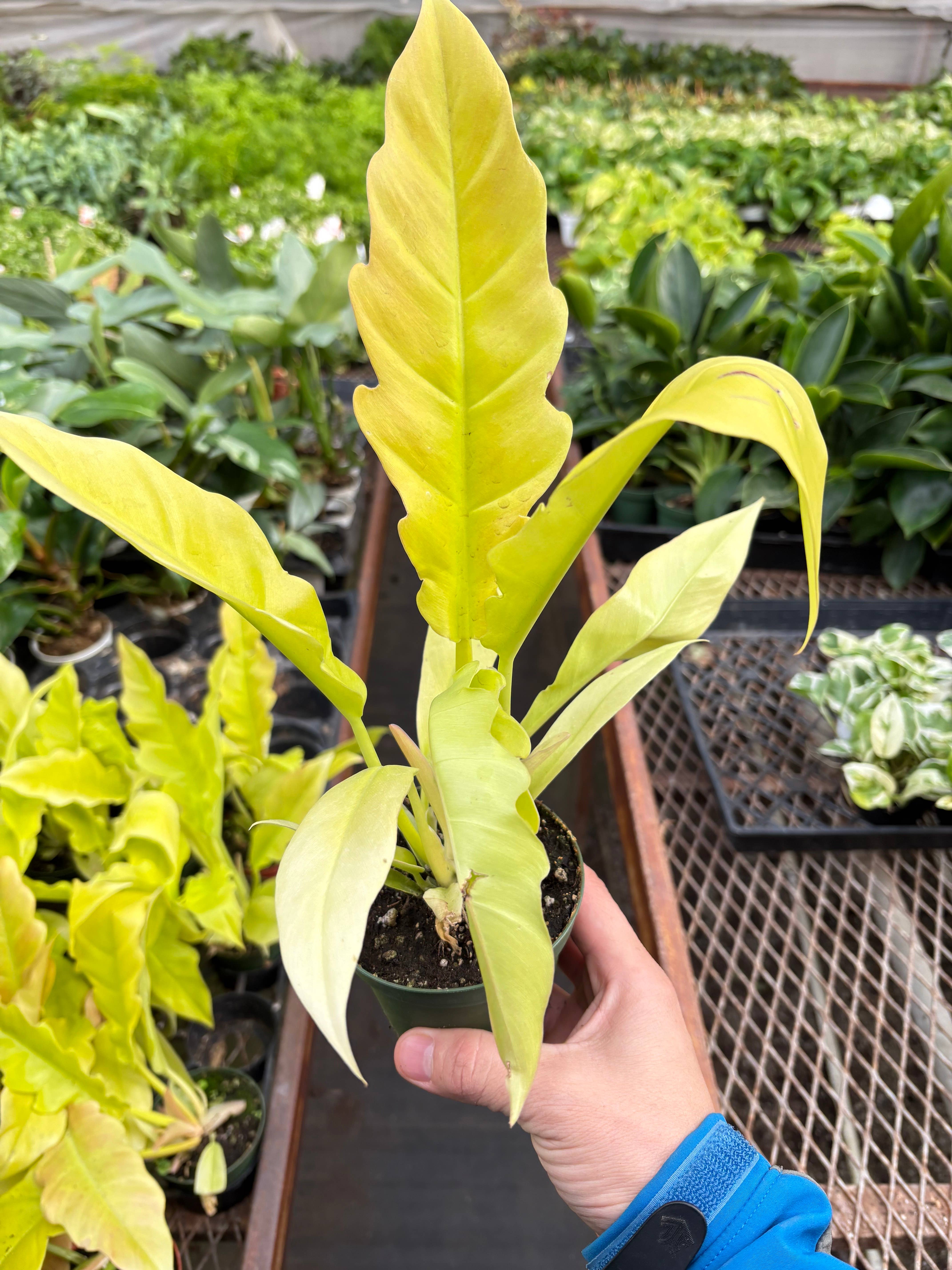 House Plant Wholesale WEST - Wholesale Live Plant - Philodendron 'Golden Ring of Fire' 4" Pot