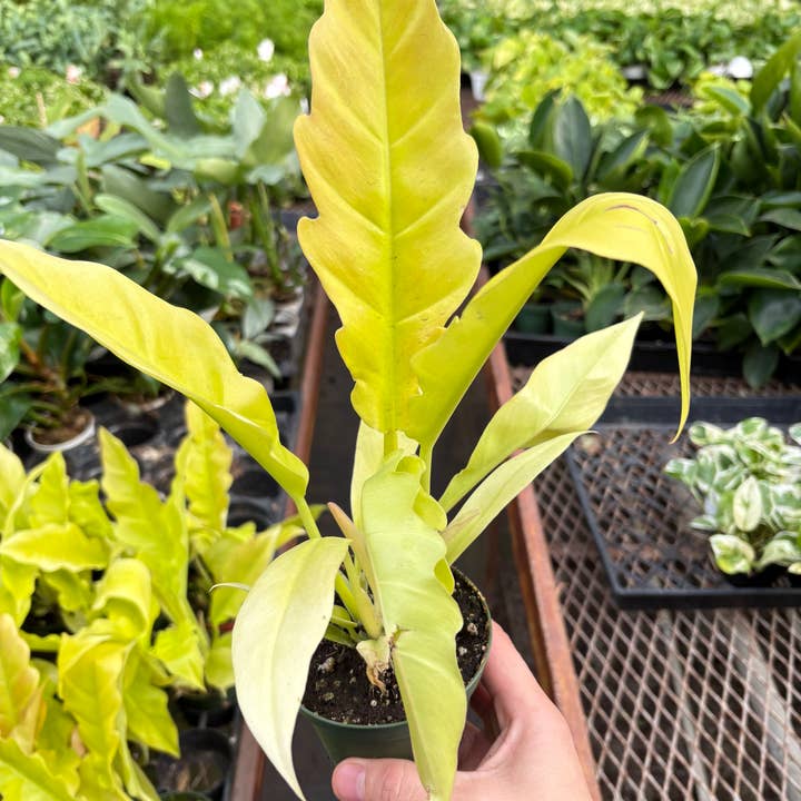 House Plant Wholesale WEST - Wholesale Live Plant - Philodendron 'Golden Ring of Fire' 4" Pot0