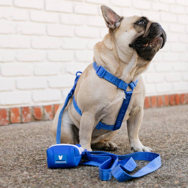 Frenchie - Wholesale Pet Leash - Dog - Frenchie Comfort Leash - Royal Blue2