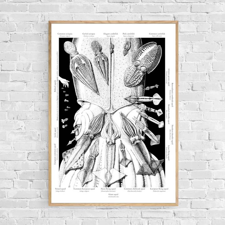 Cephalopods Poster for wholesale by Lifeforms Art