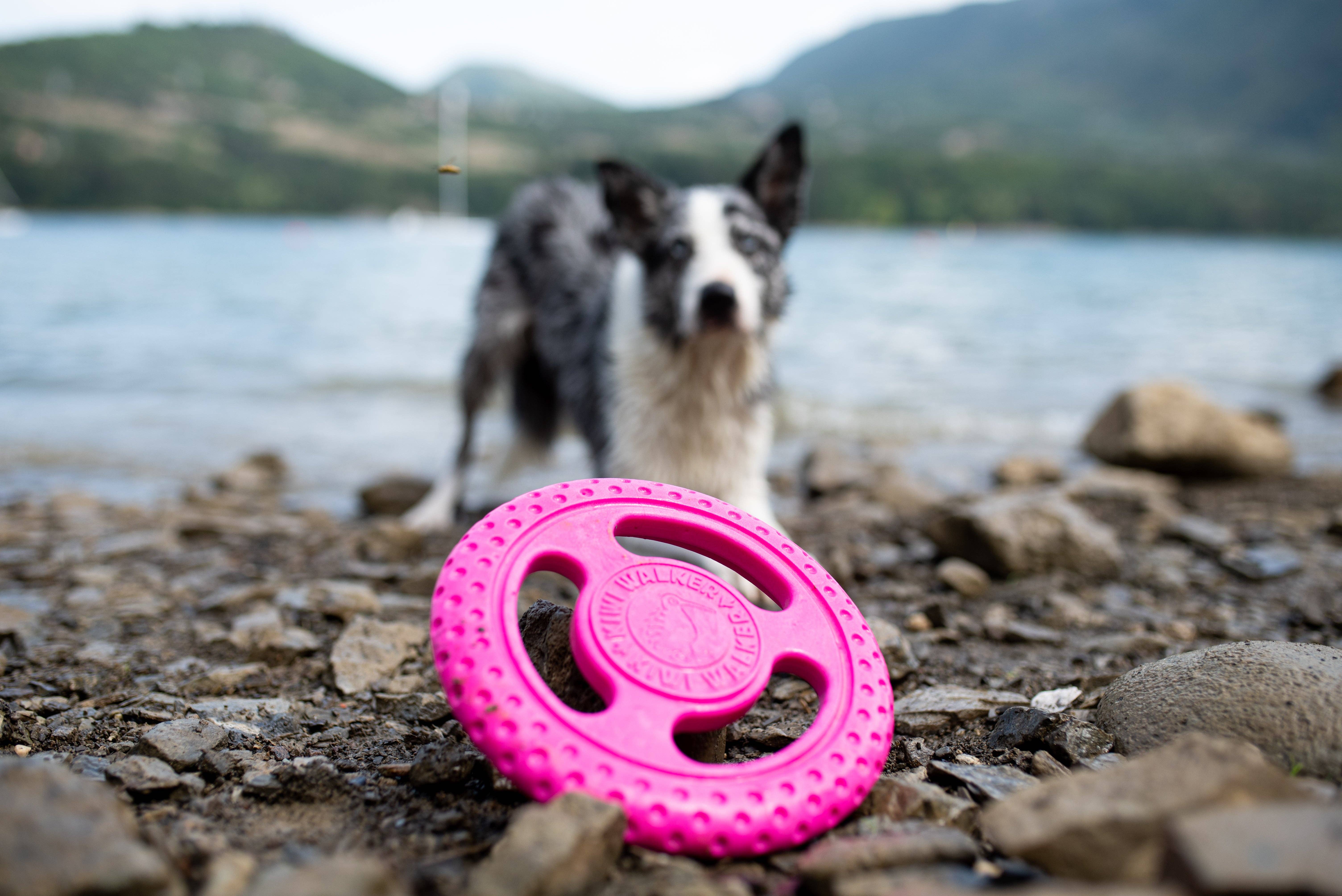 IGSM LTD - Wholesale Apporteerbal voor honden - Hond - KIWI Walker hondenfrisbee van TPR-schuim in roze2