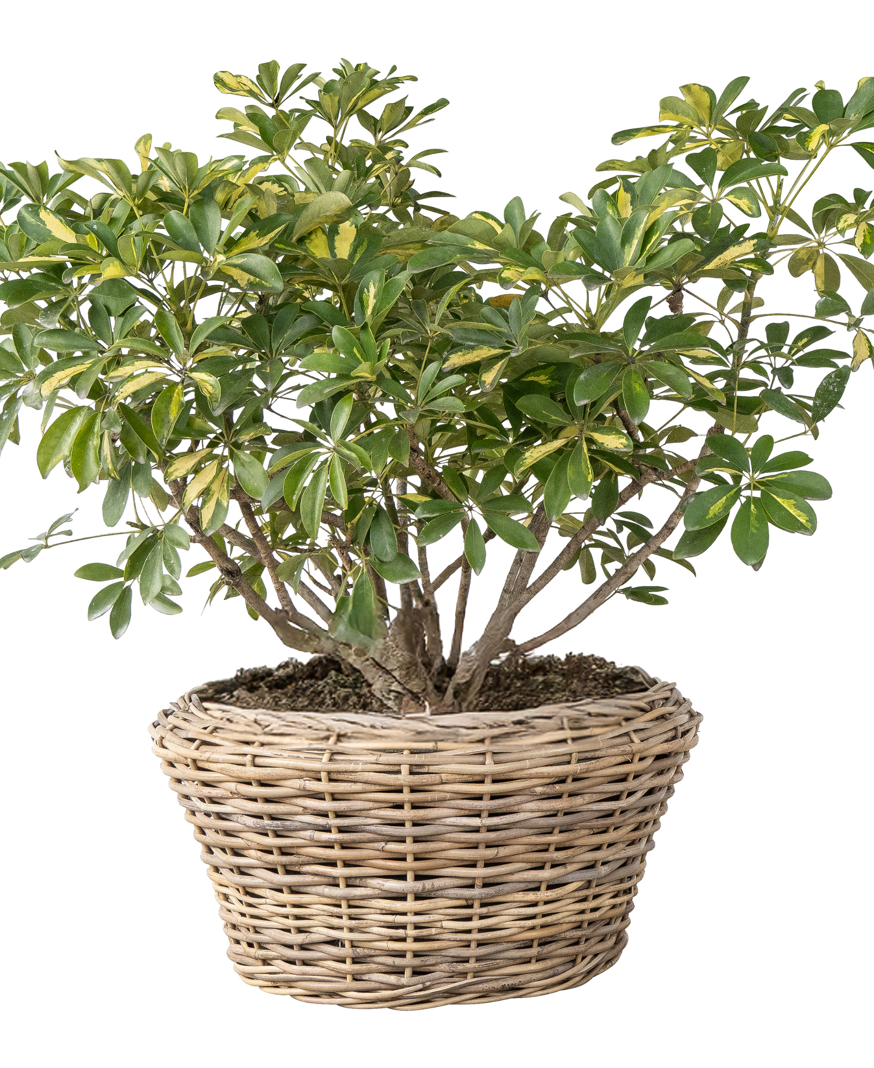 Artifacts Trading Company - Wholesale Plant Pot - Round Cone Rattan Planter with Liner - 22" 6