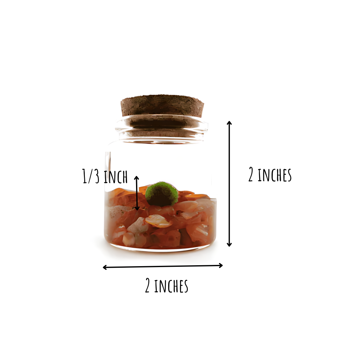 Moss Amigos | Moss Ball Terrariums - Wholesale Live Plant - Small Marimo Moss Ball Terrarium with Carnelian Gemstones3