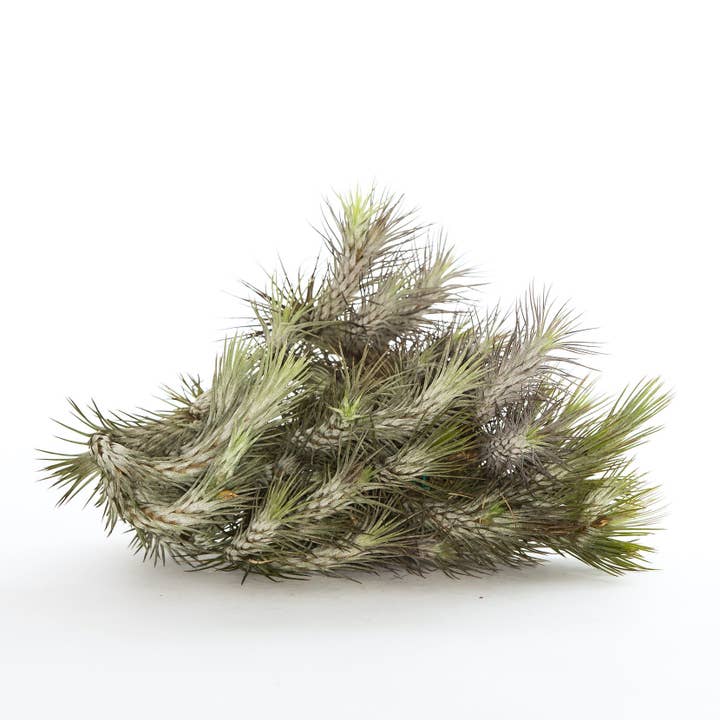 The Artizan Way - Wholesale Live Plant - Tillandsia Funckiana No. 3 | Live Air Plants2
