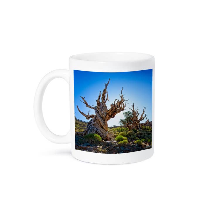3dRose - Wholesale Coffee Mug - 3dRose, Two Backlit Ancient Pines in Inyo National Forest, Mug8