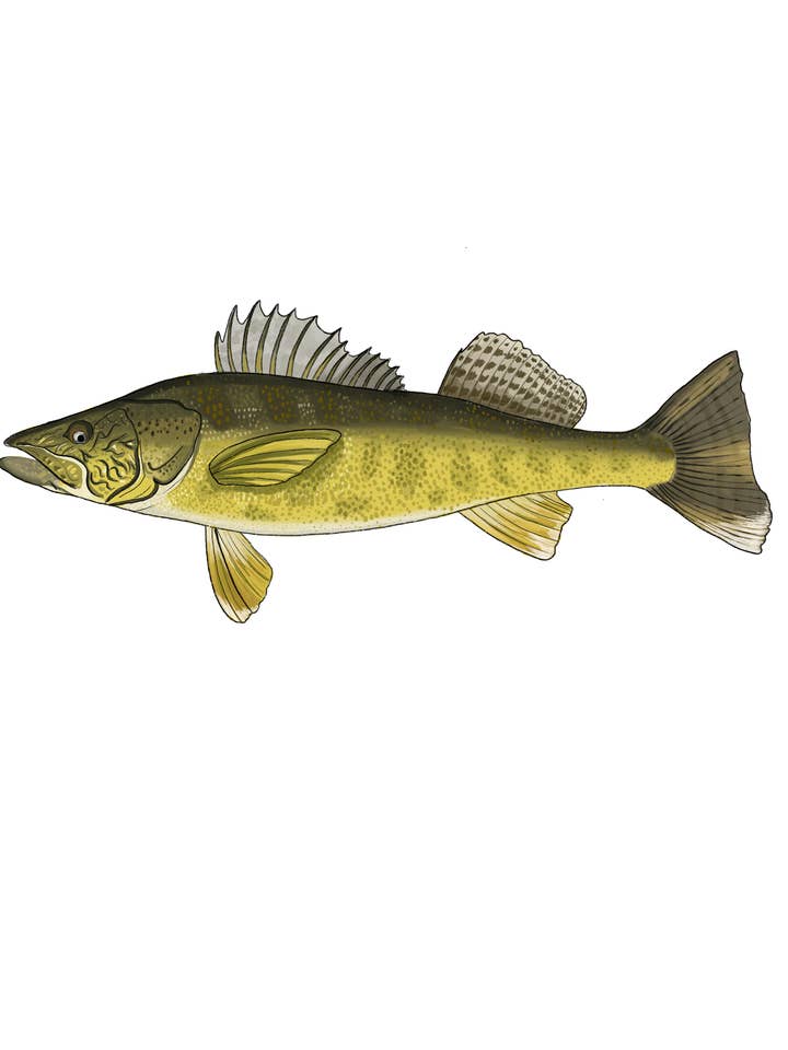 Walleye larger for wholesale by Little Rocks Design