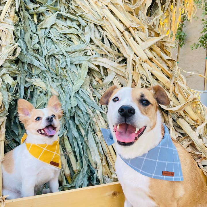 Cuddl - Wholesale Pet Bandana - Dog - Powder Blue Windowpane Dog Bandana1