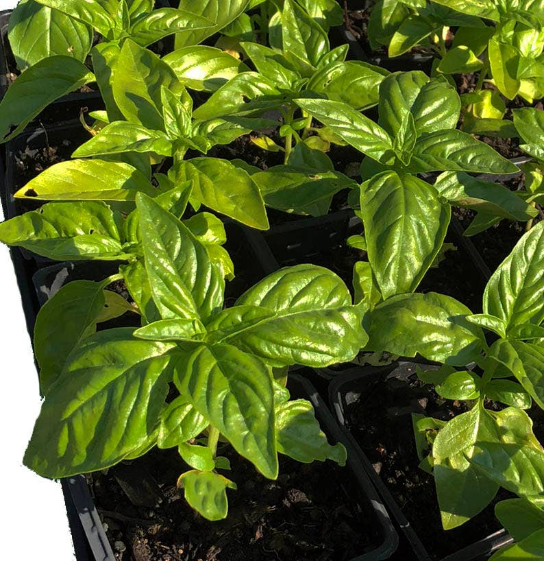 Smoke Camp Crafts - Wholesale Plant Seeds - Basil Seeds (Ocimum basilicum) 500 Seeds (1 grams)2