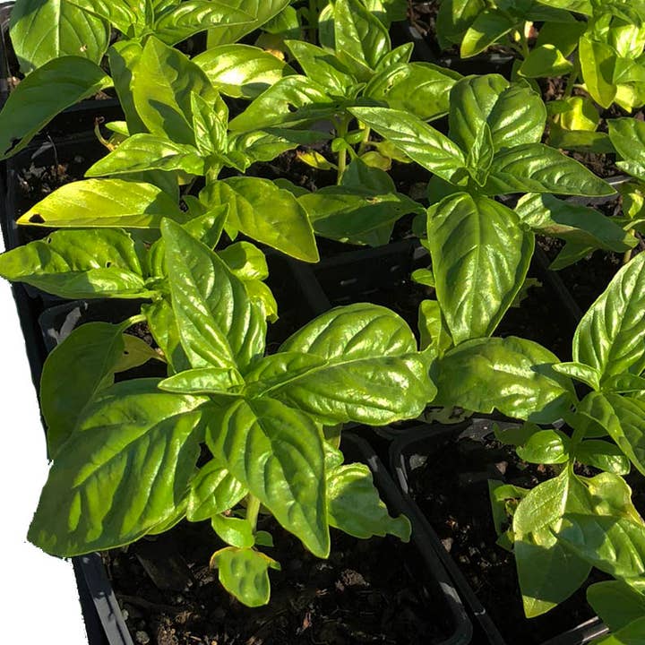Smoke Camp Crafts - Wholesale Plant Seeds - Basil Seeds (Ocimum basilicum) 500 Seeds (1 grams)2