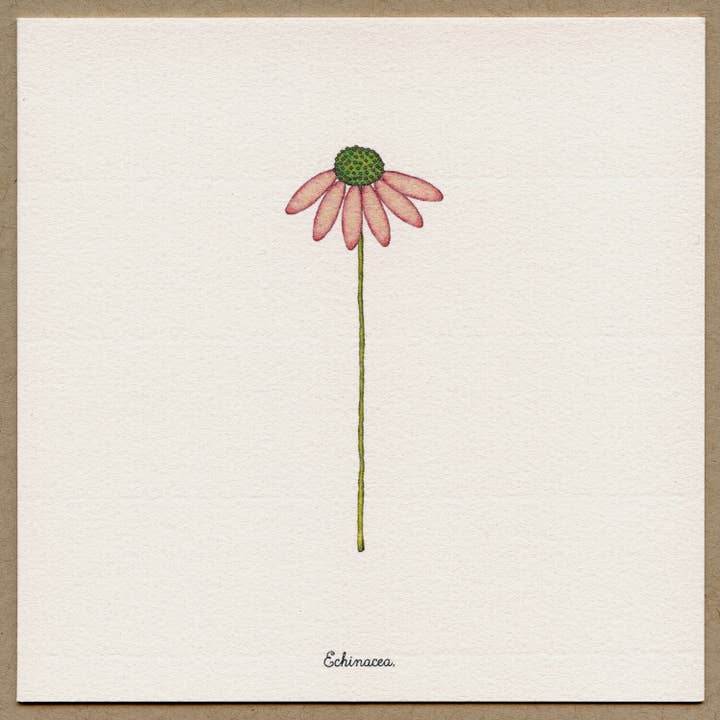 Carte de voeux Echinacée. pour la vente par Beth Mueller