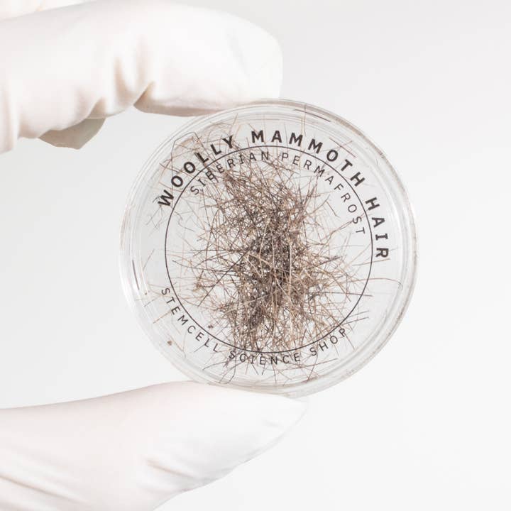 Stemcell Science Shop - Wholesale Hair Clip - Women's - Woolly Mammoth Hair