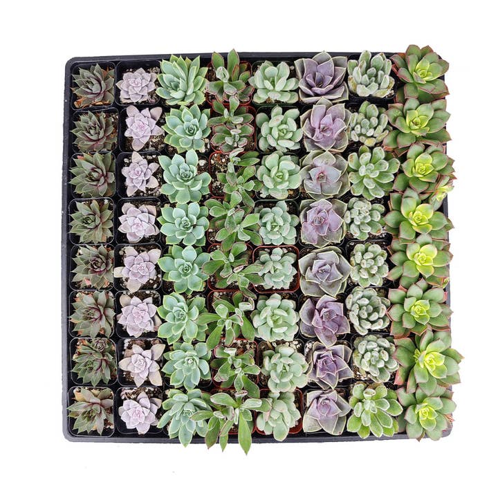 Best Plant Friend - Wholesale Succulent - Rosette Succulent Tray - 64 Live Bulk Succulents - 8 Species