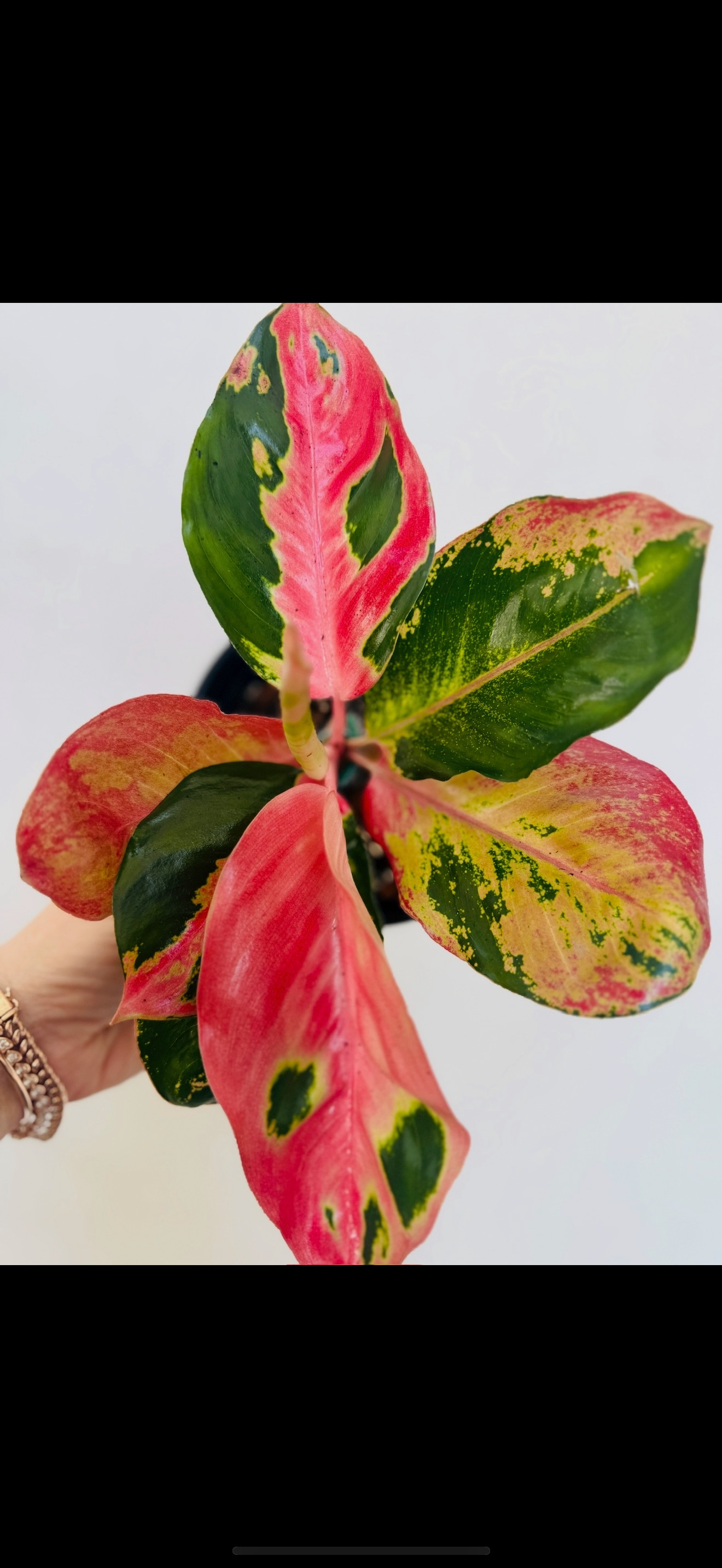 Plant Vault - Wholesale Live Plant - Aglaonema Hello Kitty1