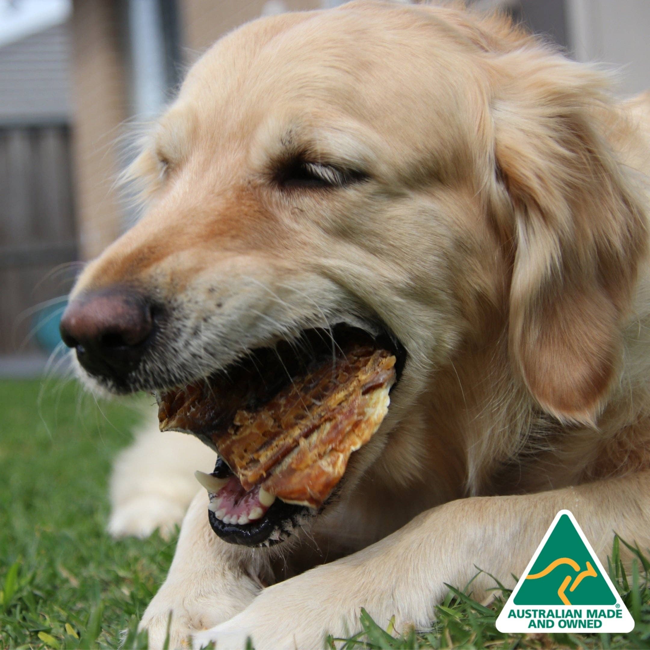 Rover Pet Products - Vente Friandises – chien - Sumthn' Fishee - Peau de requin13